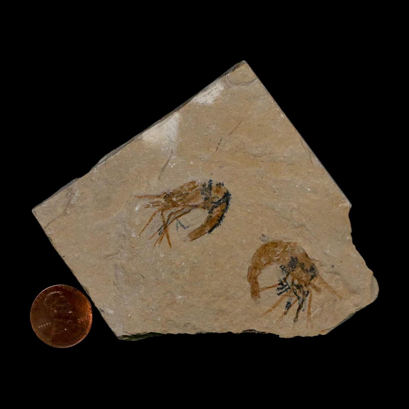 2 Two Fossil Shrimp Carpopenaeus Cretaceous Age 100 Mil Yrs Old Lebanon COA 3