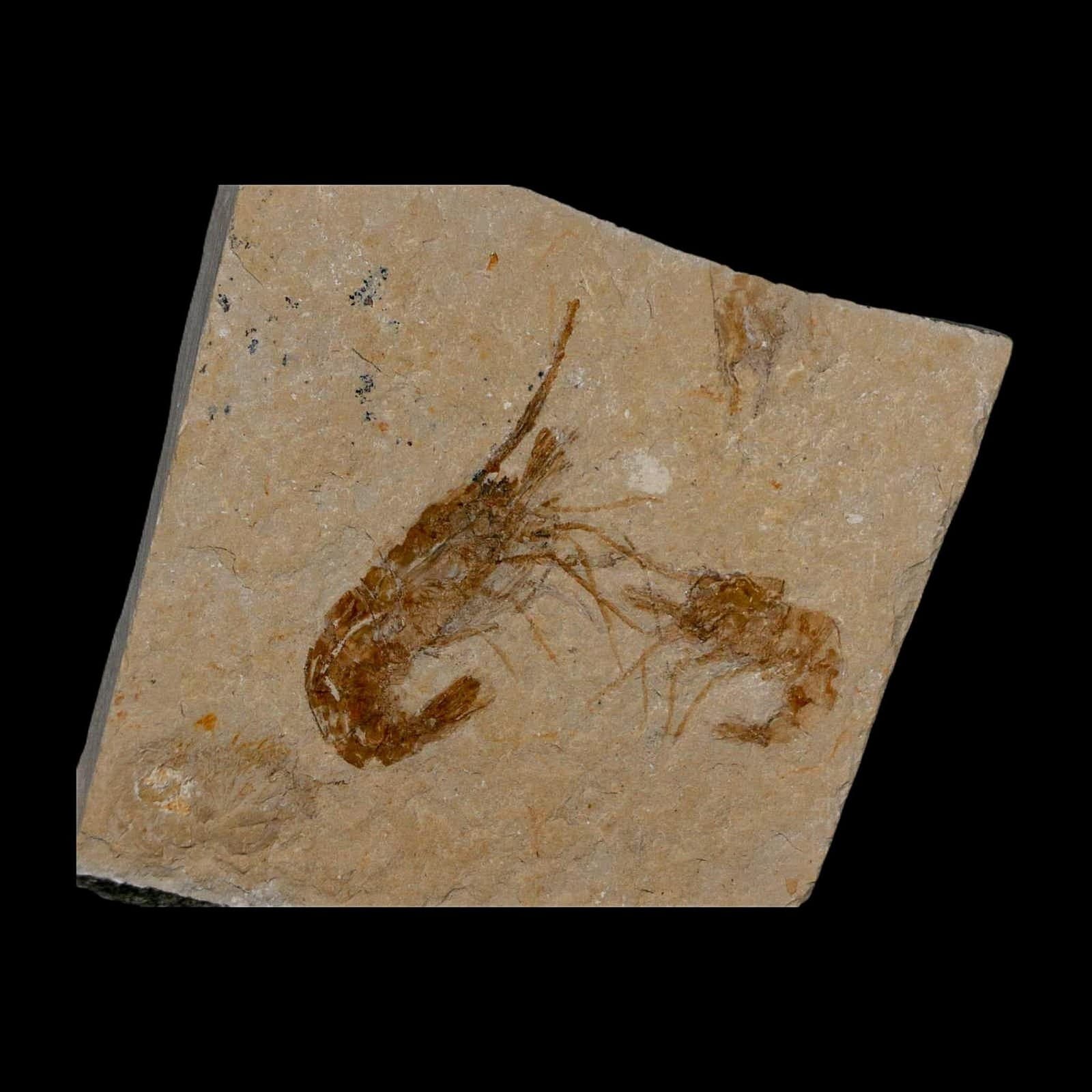 2 Two Fossil Shrimp Carpopenaeus Cretaceous Age 100 Mil Yrs Old Lebanon COA 5