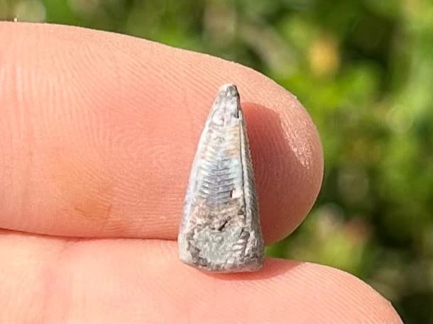 Fossil Conularid Conularia Texas Pennsylvanian Age Grahm Formation 4