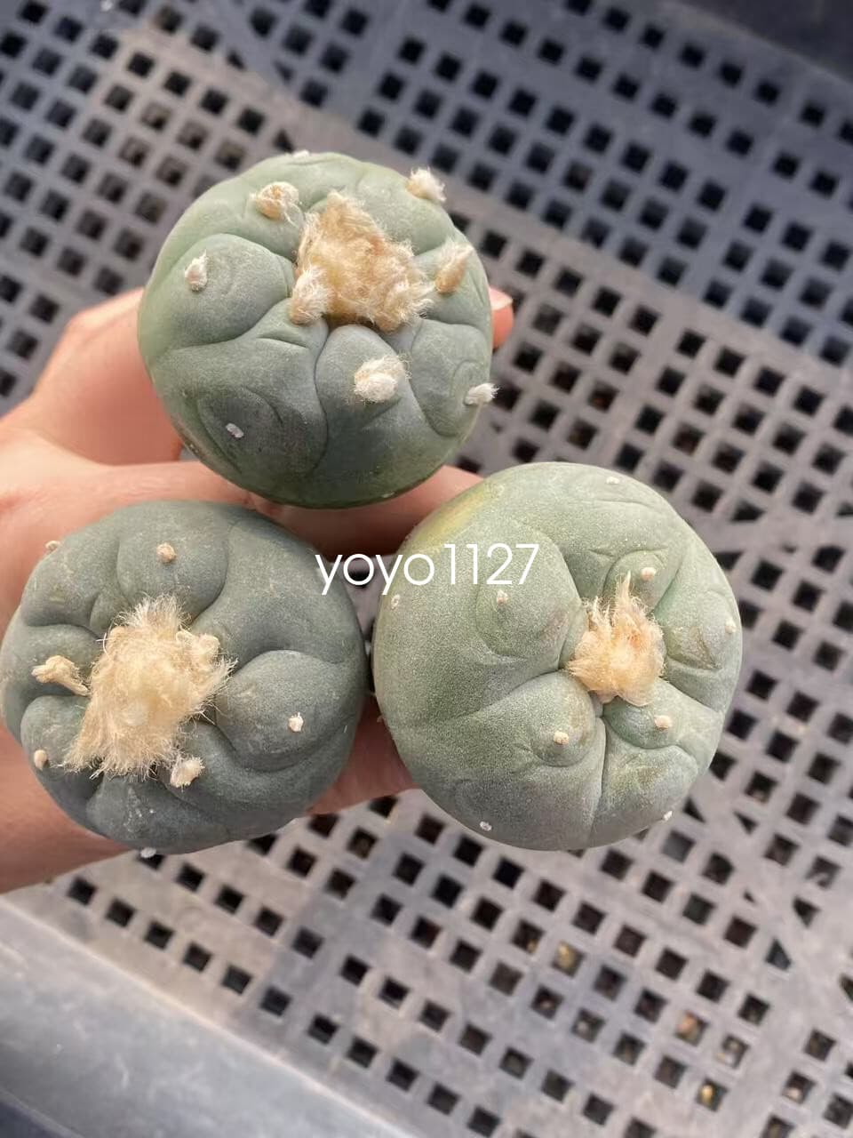 3pcsThornless Beautiful Cactus Succulent RadishRoot  5cm