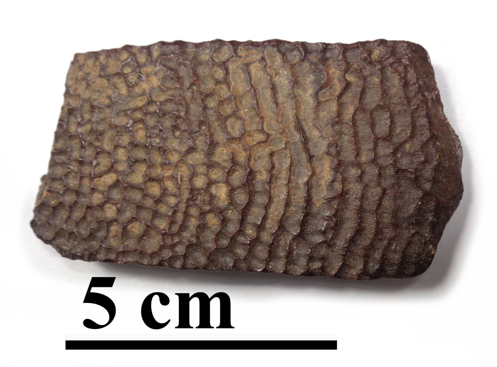 NEWEST! Excellent Turtle-shell, Late Cretaceous, Turonian, 90 ma, Uzbekistan #2