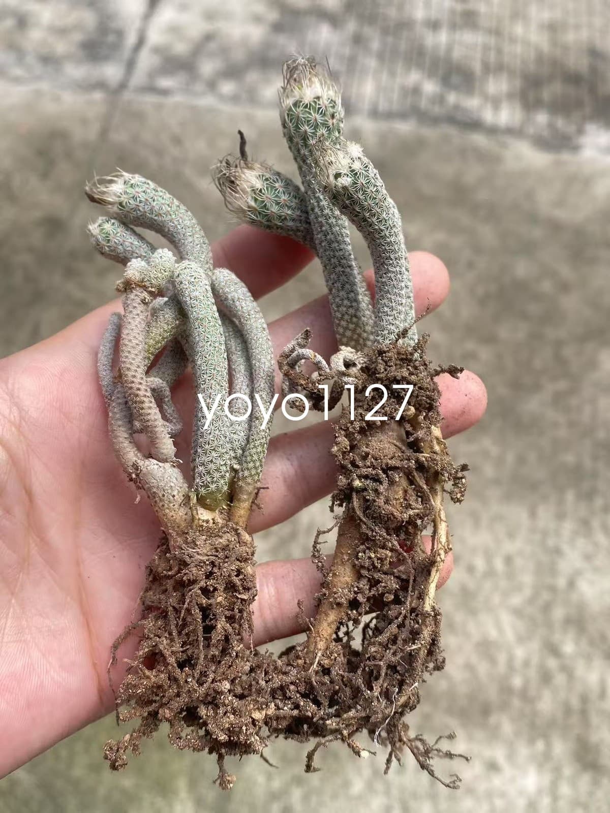 2PCS Multi Heads Turbinicarpus pseudomacrochele subs. Krainzianus cv. lilliput 4