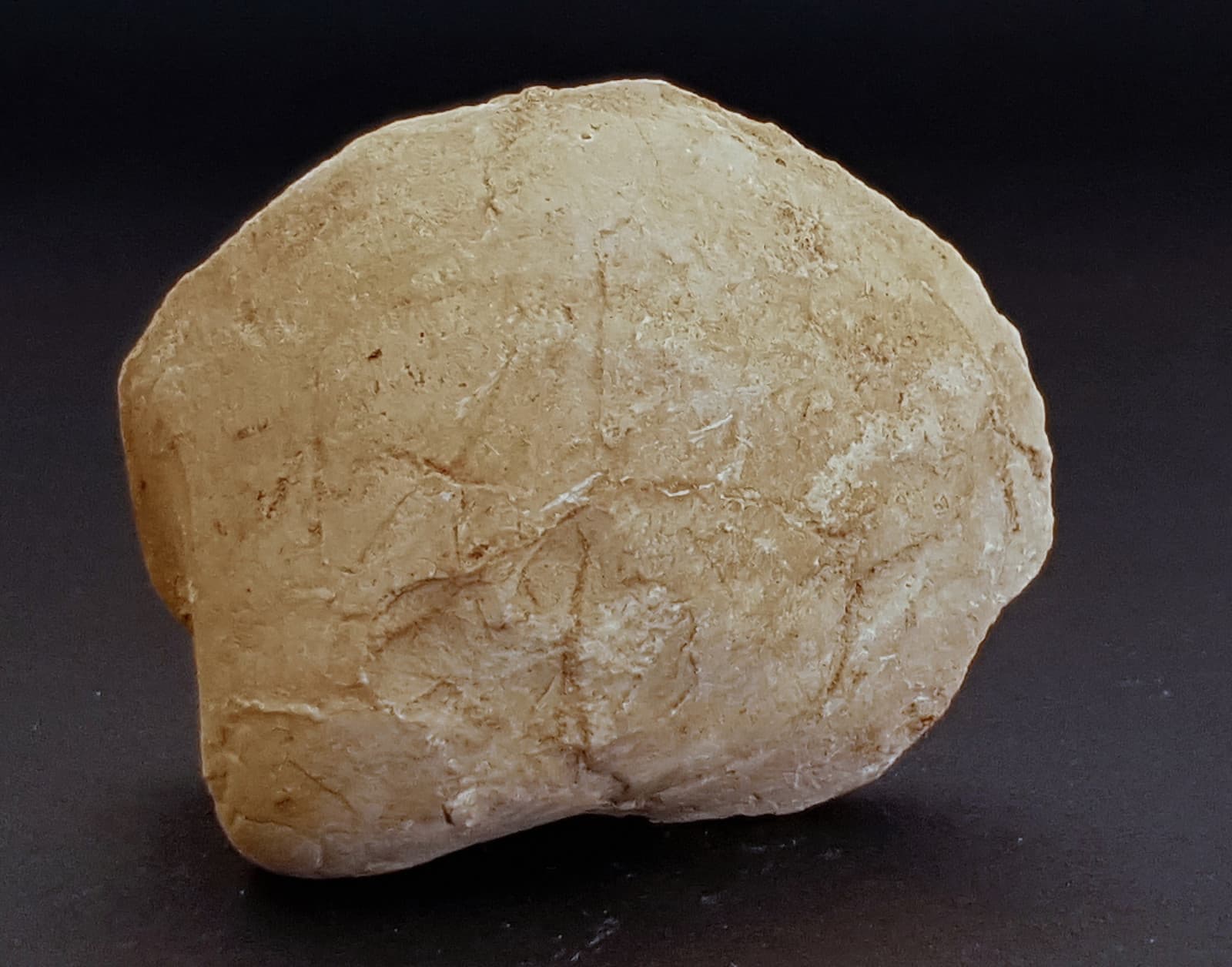 TETHYS OCEAN Fossil Shell or Impression Triassic-Jurassic-Cretaceous-Oligocene 5