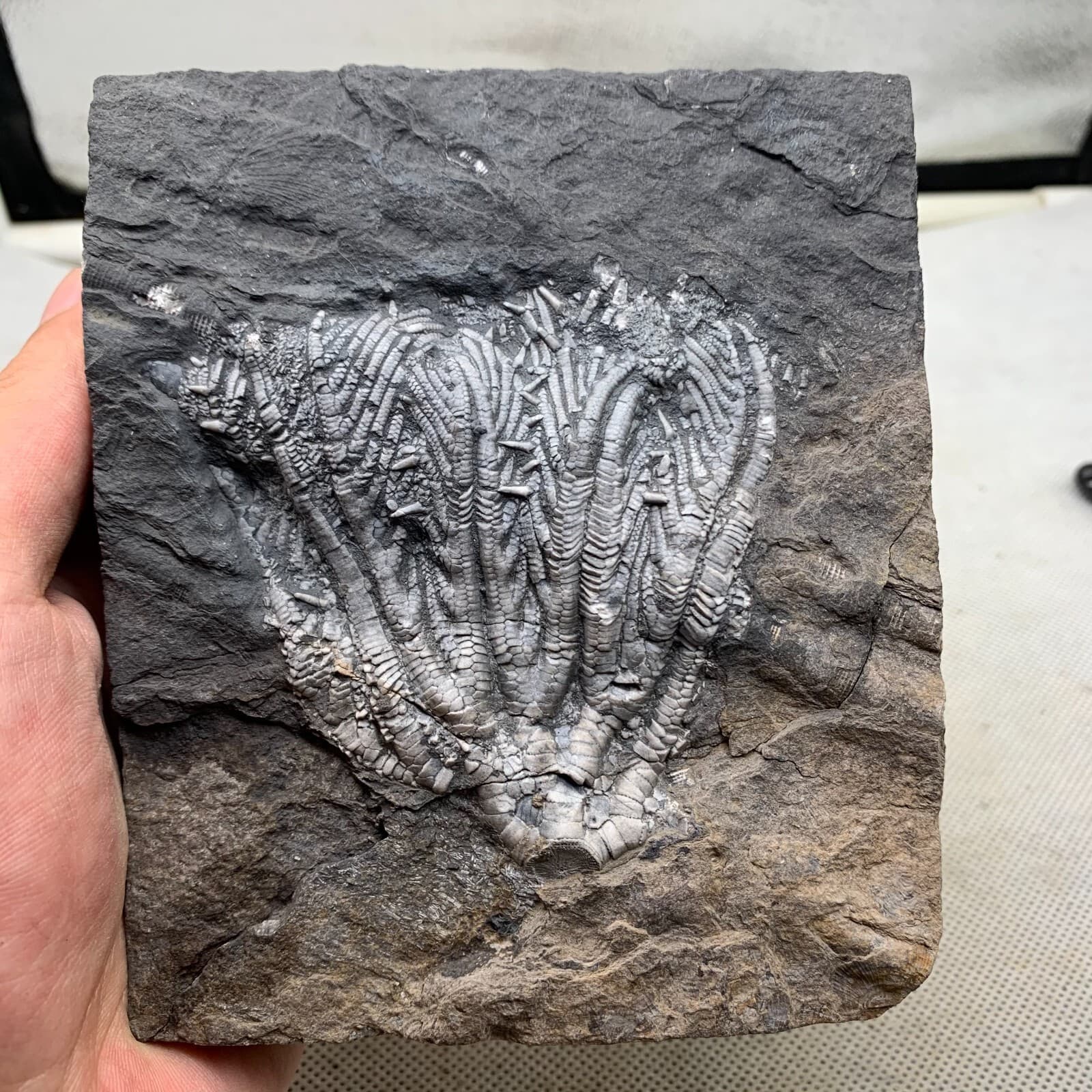 670 grams of fossils of crinoid from the Guanling Biota in Guizhou