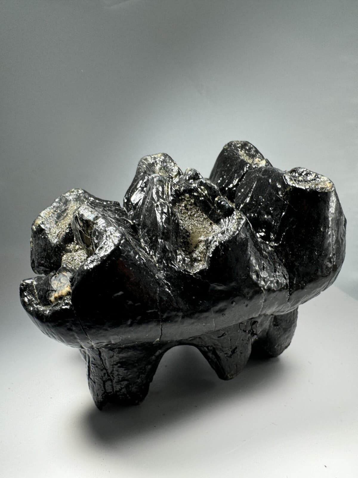 Georgia Mastodon Fossil Tooth/Molar With Partial Root Mammal Fossil Not Mammoth 6