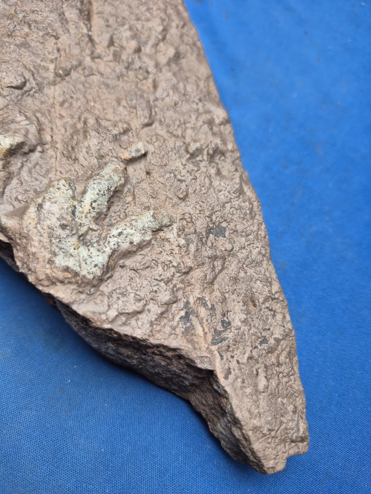 RARE Sponge-like Animal Fossils 4