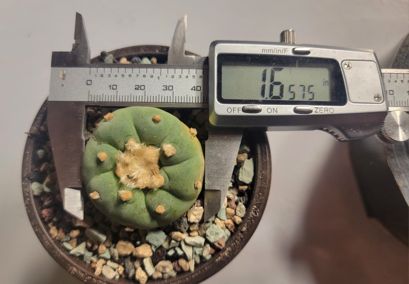 RARE Loph. Fricii Cactus LF Seed Grown Button Cacti Big Roots Flowering Size