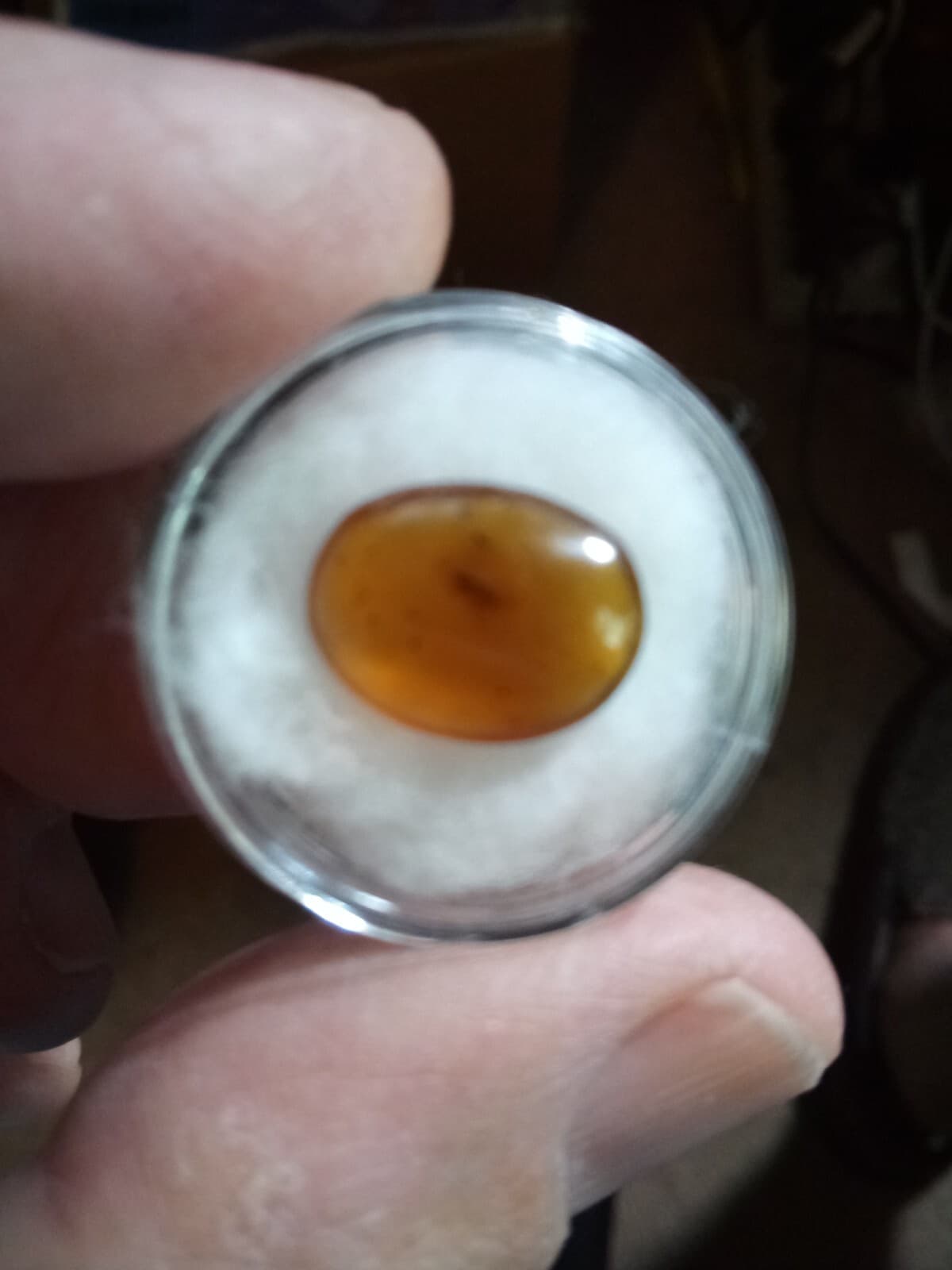 ANCIENT AMBER WITH FOSSIL INCLUSION 2