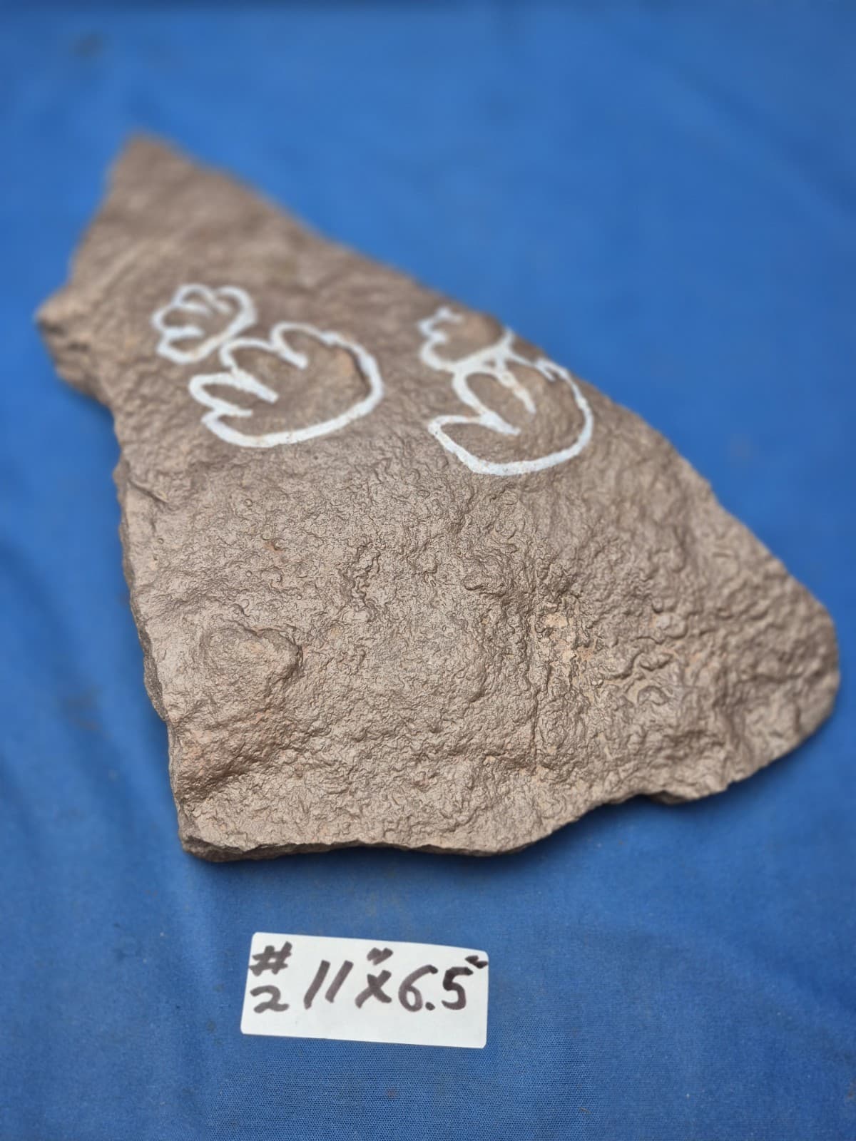 RARE Sponge-like Animal Fossils