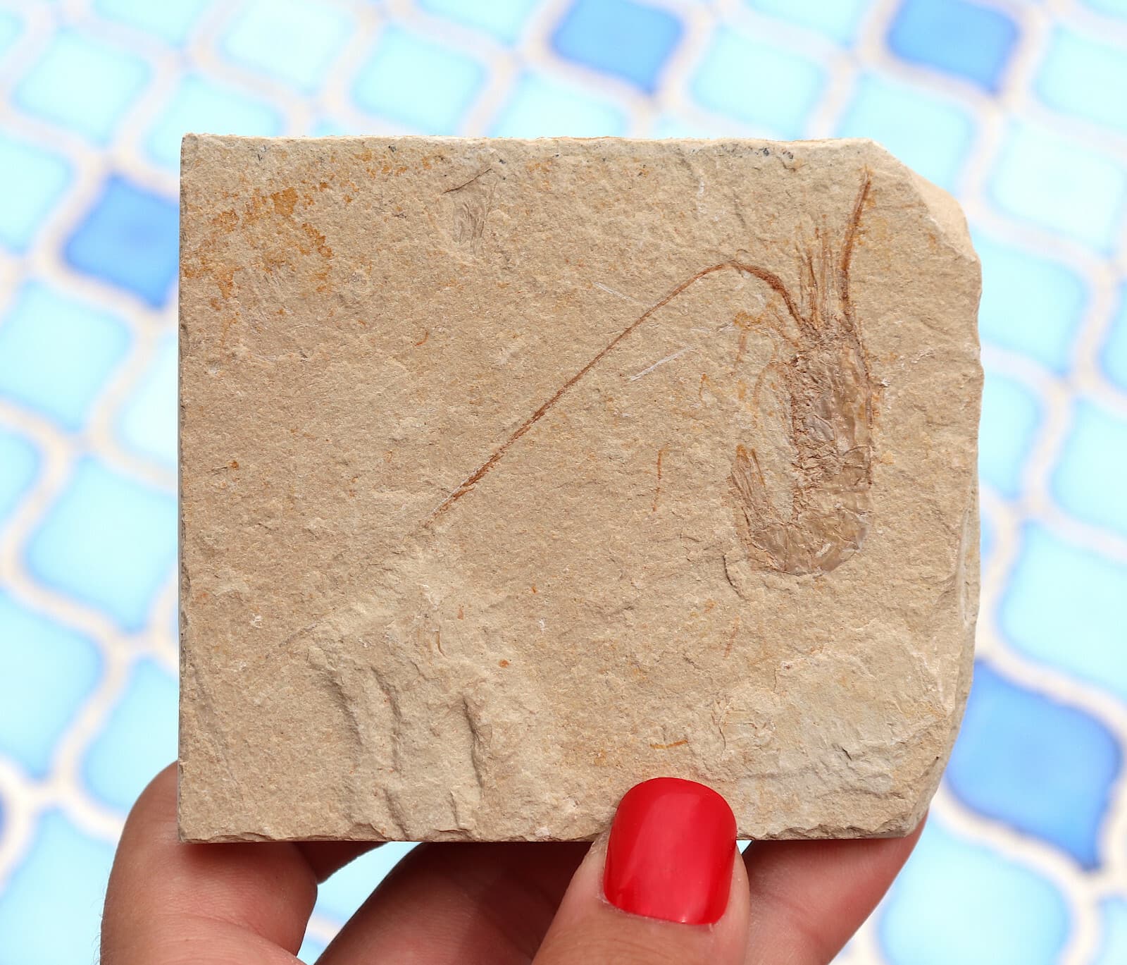 Fossil Shrimp From Solnhofen Germany  Jurassic 8.5 Cm's 6