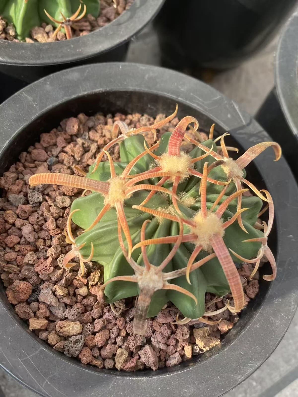 6-7CM RareSucculent Plant Echinocactus texensis SeedGrowth Cactus 4