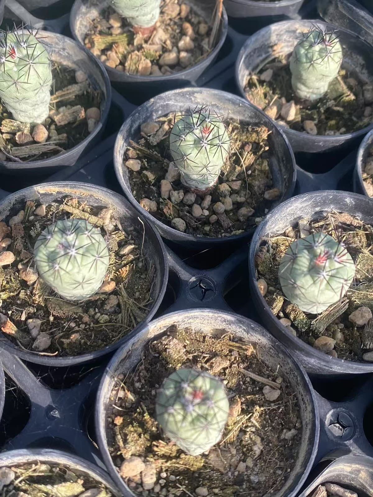 2PCS RareSucculent Plant Ortegocactus macdougllii Cactus Selfroot 1.5-2CM 4