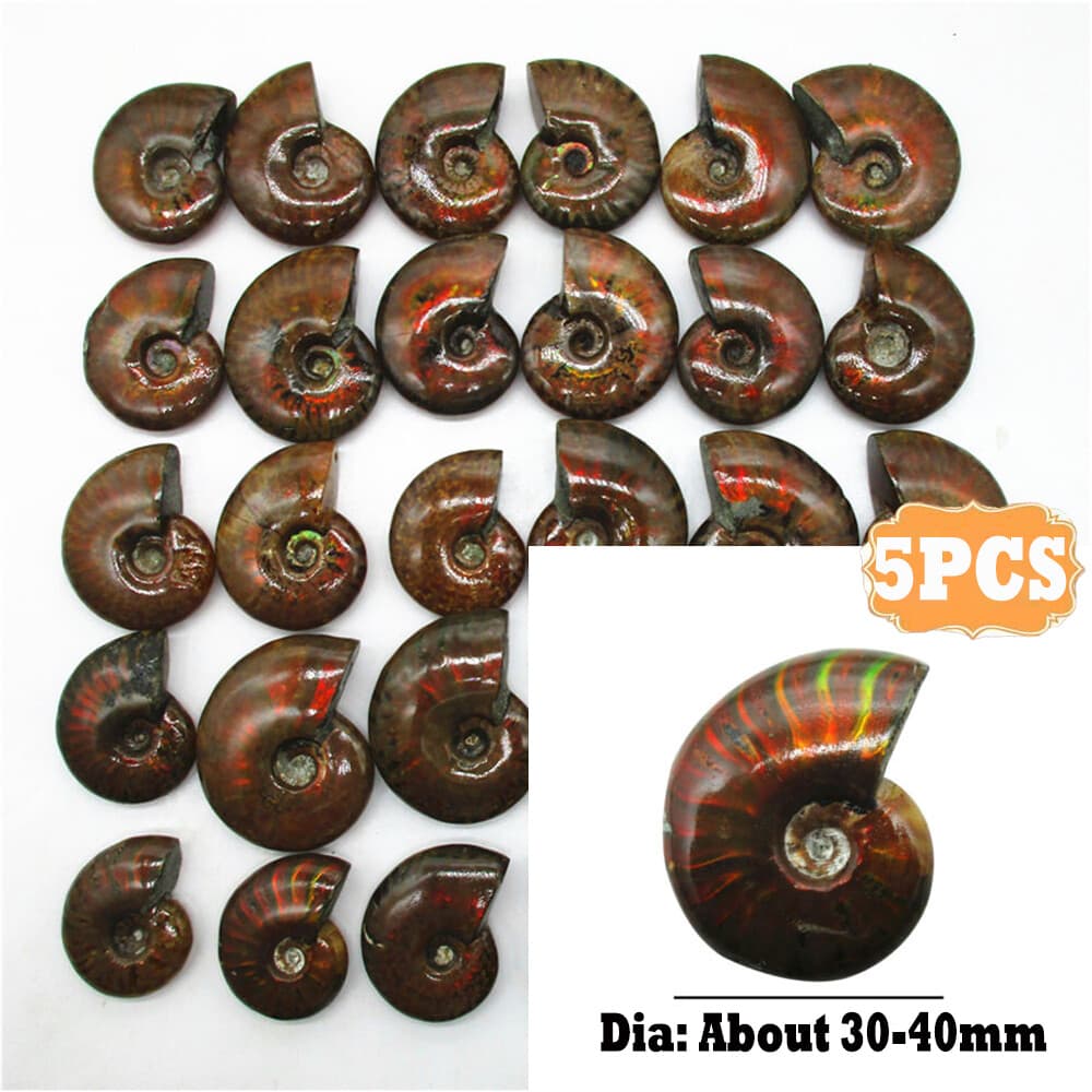 5X Natural Crystal Iridescent Ammonite Ammolite Facet Specimen Snail Fossil 2