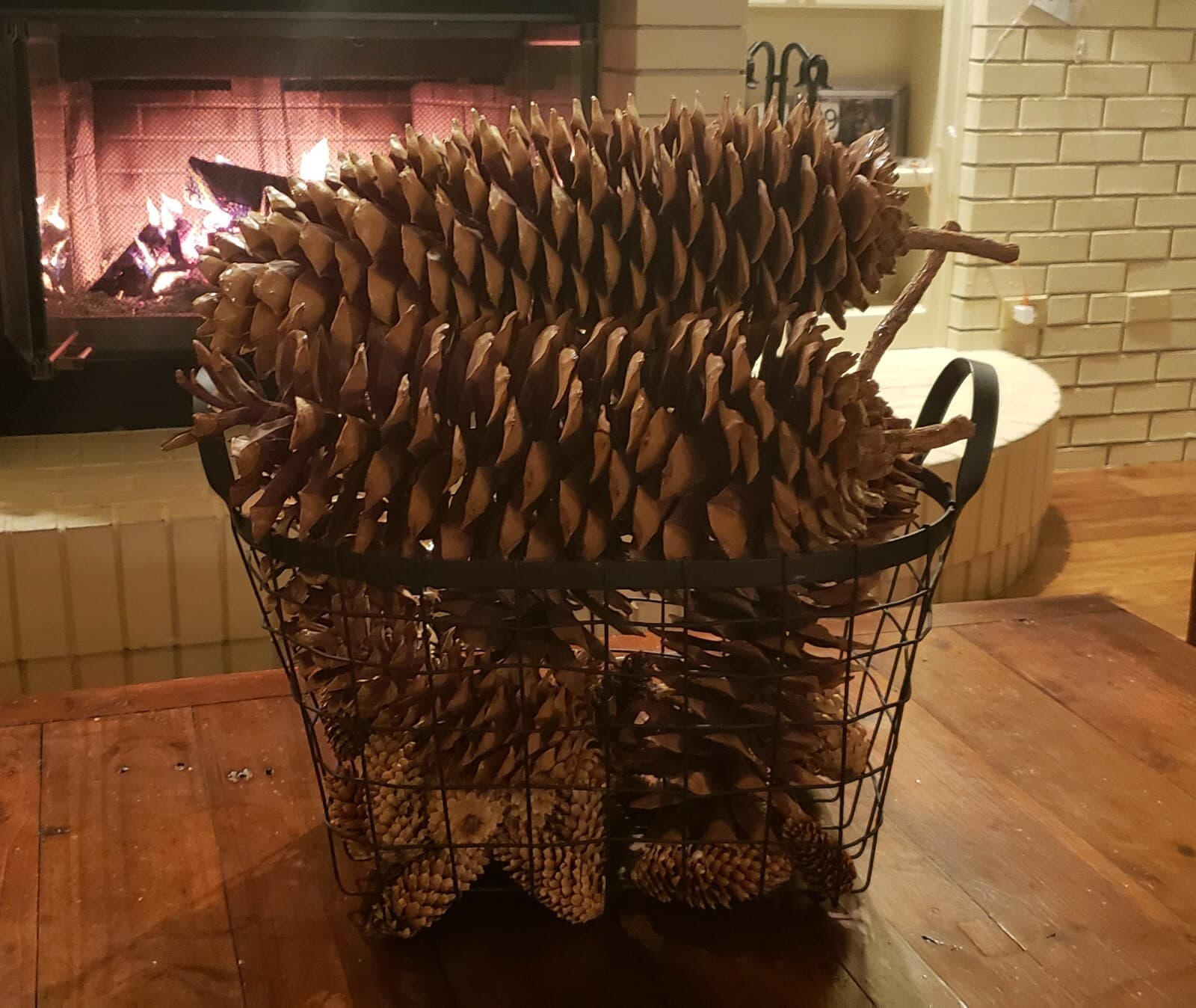 (2) Medium Sized - Sugarpine cones from Northern California Tahoe area FREE ship 3