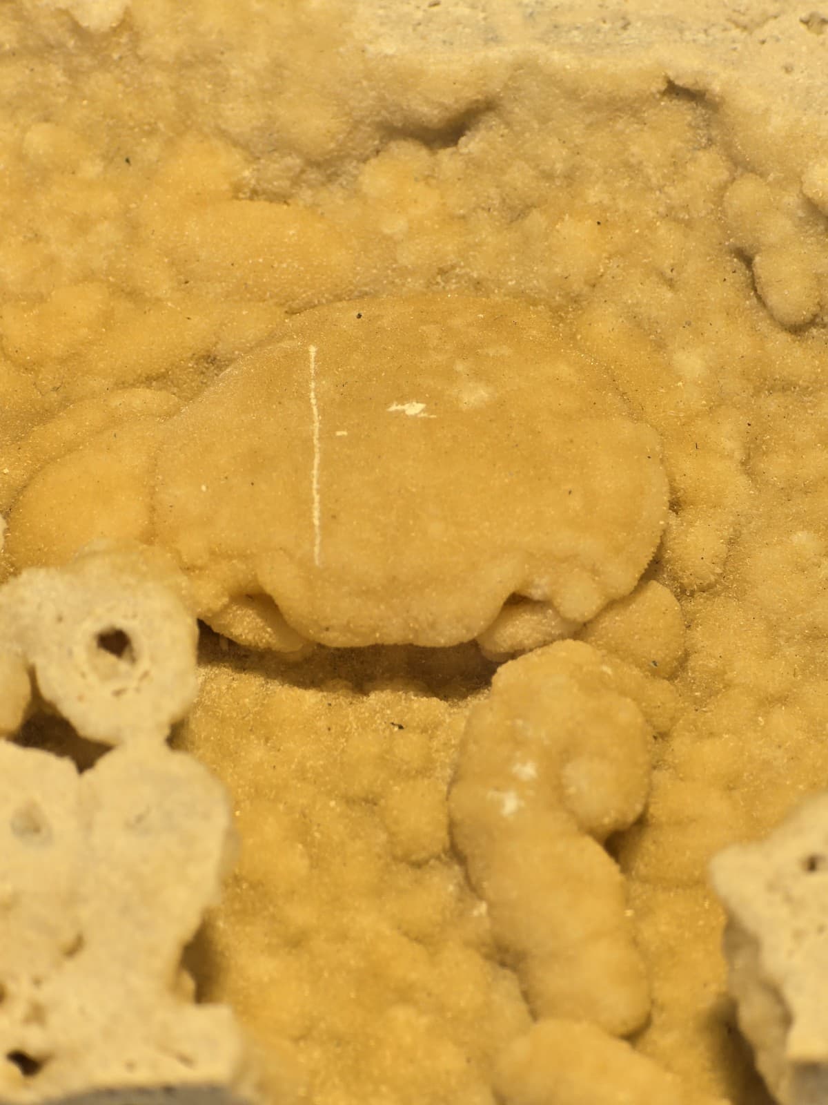 Travertine crab fossil 3