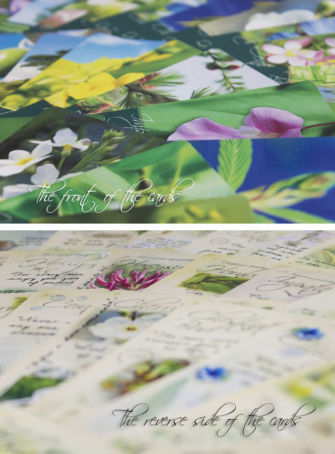 Bach Flower Divination Cards Pack 38 Beautiful illustrations, proverbs, quotes 6