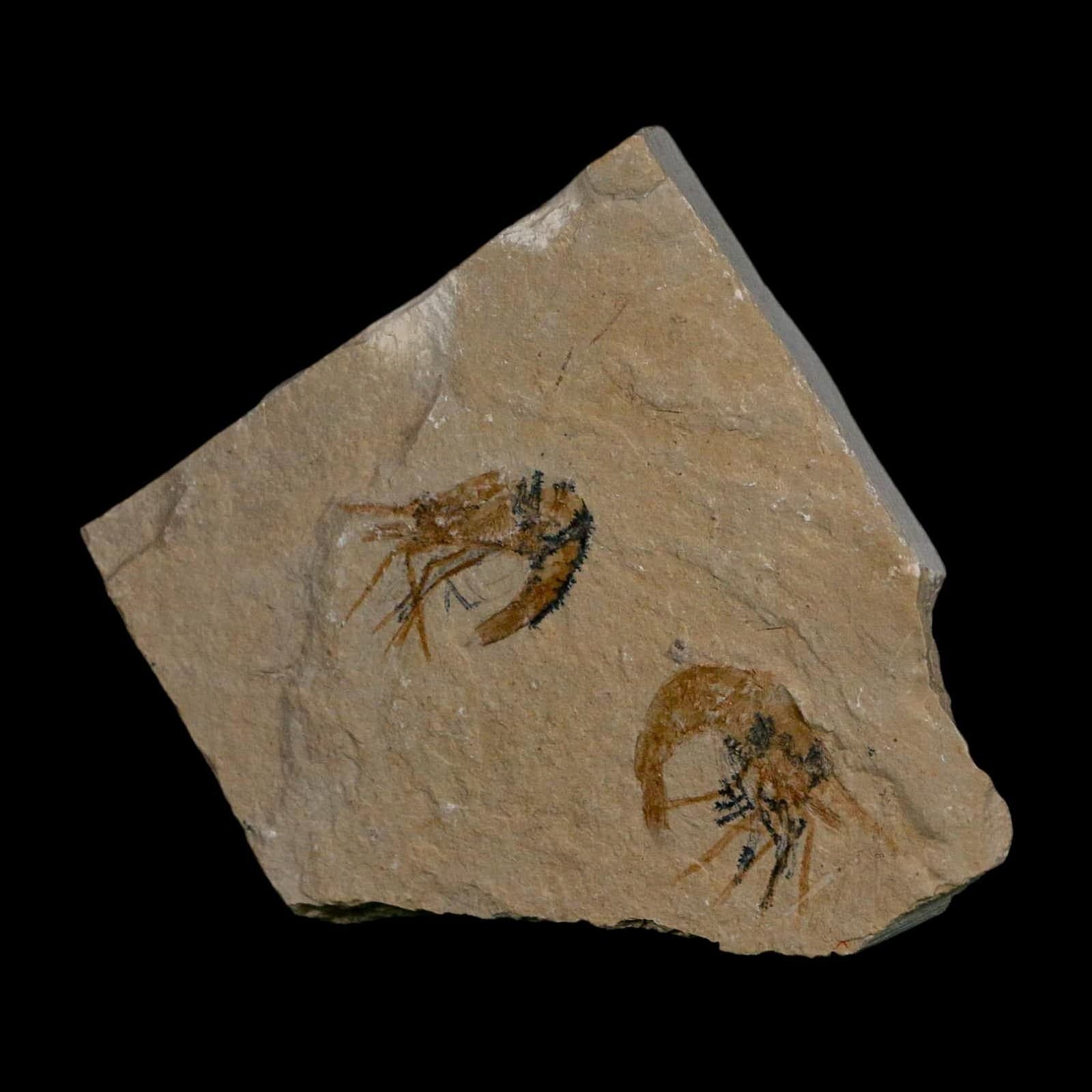 2 Two Fossil Shrimp Carpopenaeus Cretaceous Age 100 Mil Yrs Old Lebanon COA 5
