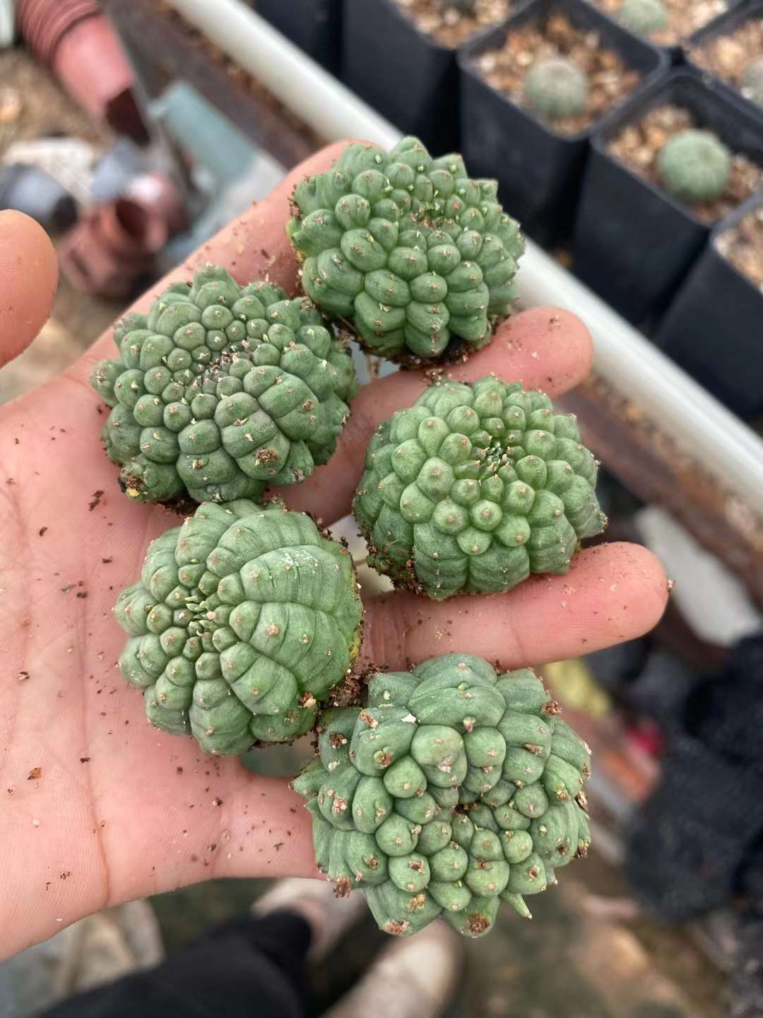 RareSucculent  Plant Kitsukow Euphorbia obesa Hook. f. Garden plants 3CM 5