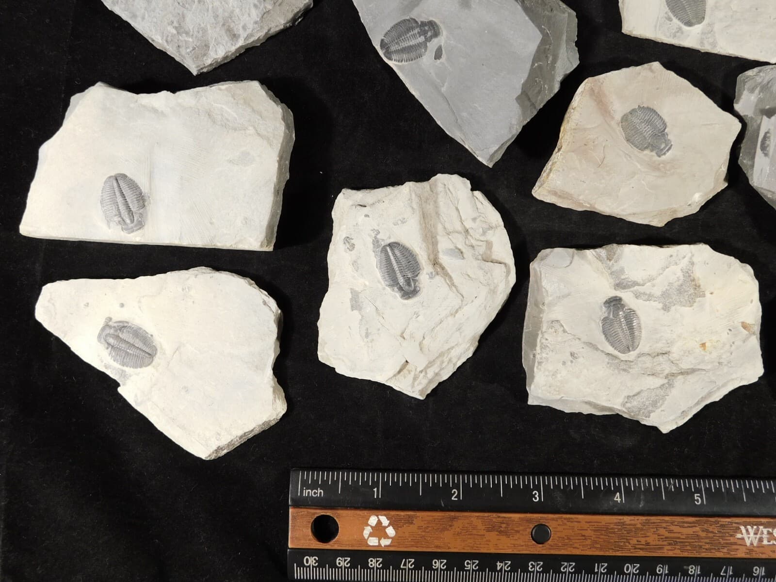 Small 100% Natural Elrathia TRILOBITE Fossil From Cambrian Utah 3