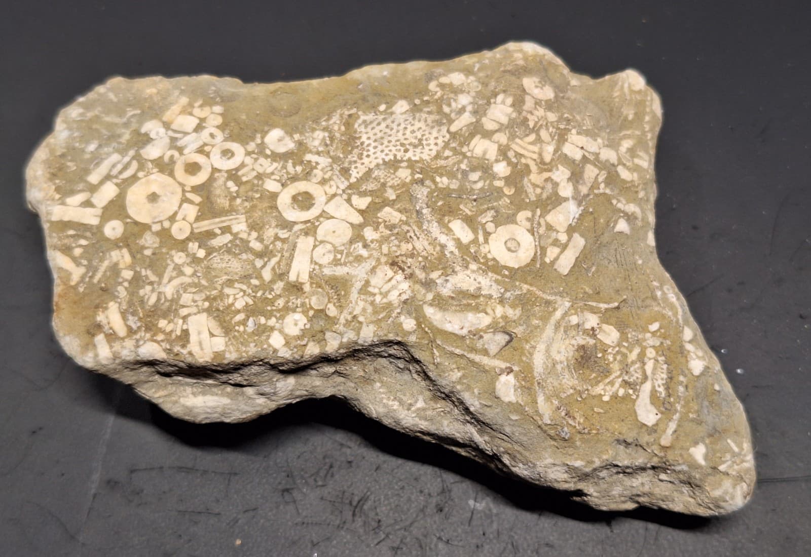 Fossil Hash Plate Brachiopod Coral Crinoid In Limestone Devonian Period Michigan