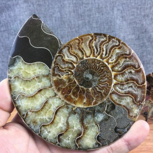 top! Natural ammonite fossil conch Crystal specimen healing+stand 1PC 200g+ 3