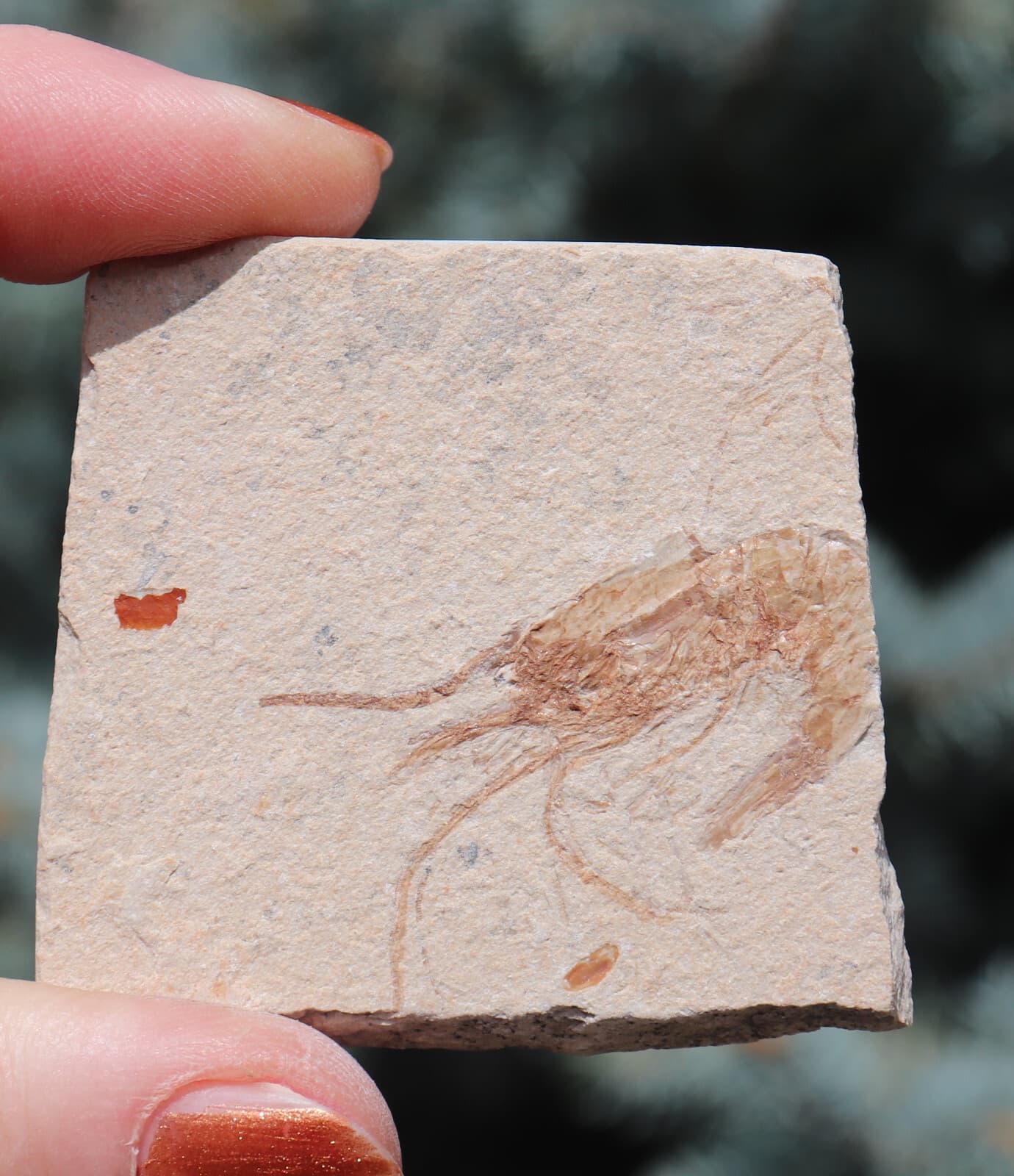 Fossil Shrimp Solnhofen Germany   Jurassic   Well Preserved History   5.5 Cm's 2
