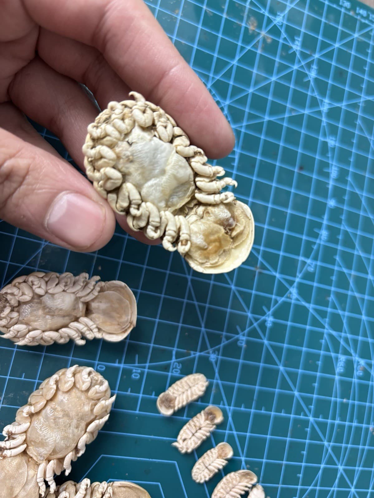 Very Rare Elthusa splendida Shark Parasite Deep Sea Isopod Taxidermy OnePair M&F 3