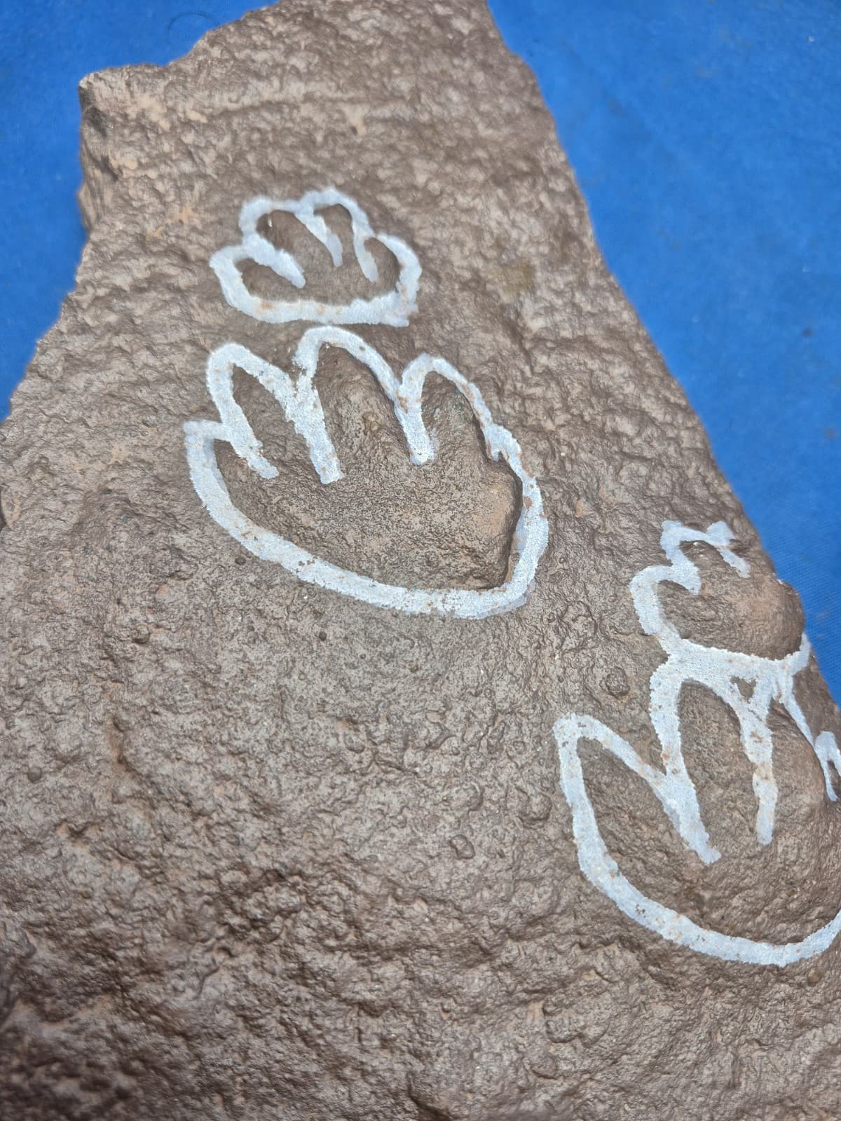 RARE Sponge-like Animal Fossils 3