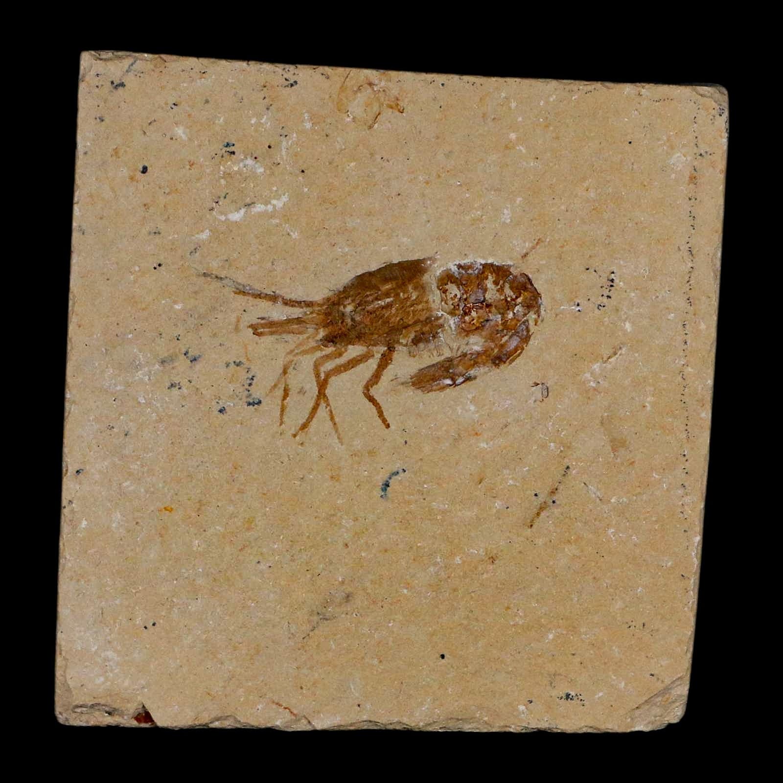 1.4" Fossil Shrimp Carpopenaeus Cretaceous Age 100 Mil Yrs Old Lebanon COA 2