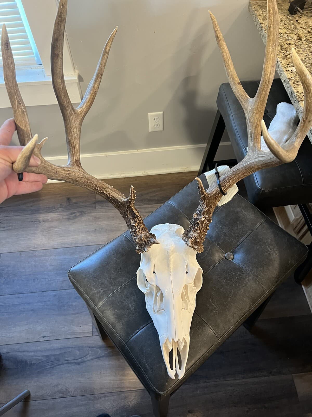 Dermestid beetles 750+ Adults , Larvae, eggs. 3