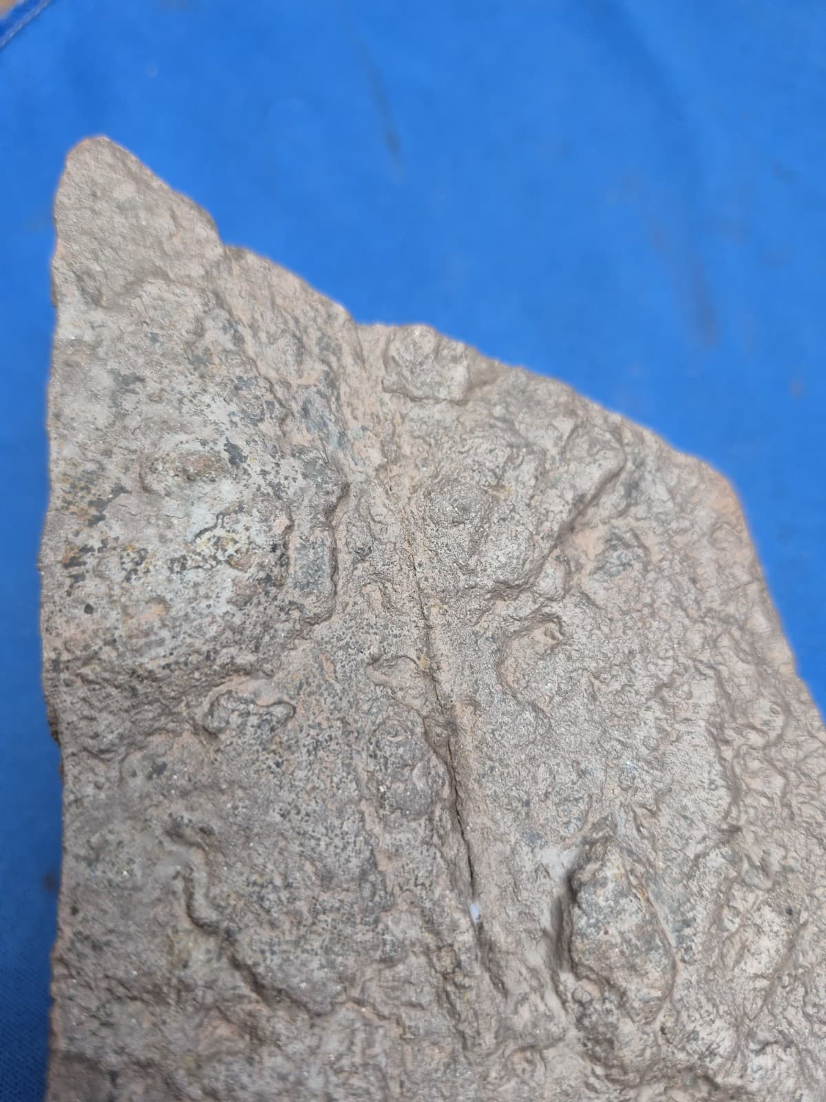 RARE Sponge-like Animal Fossils 2