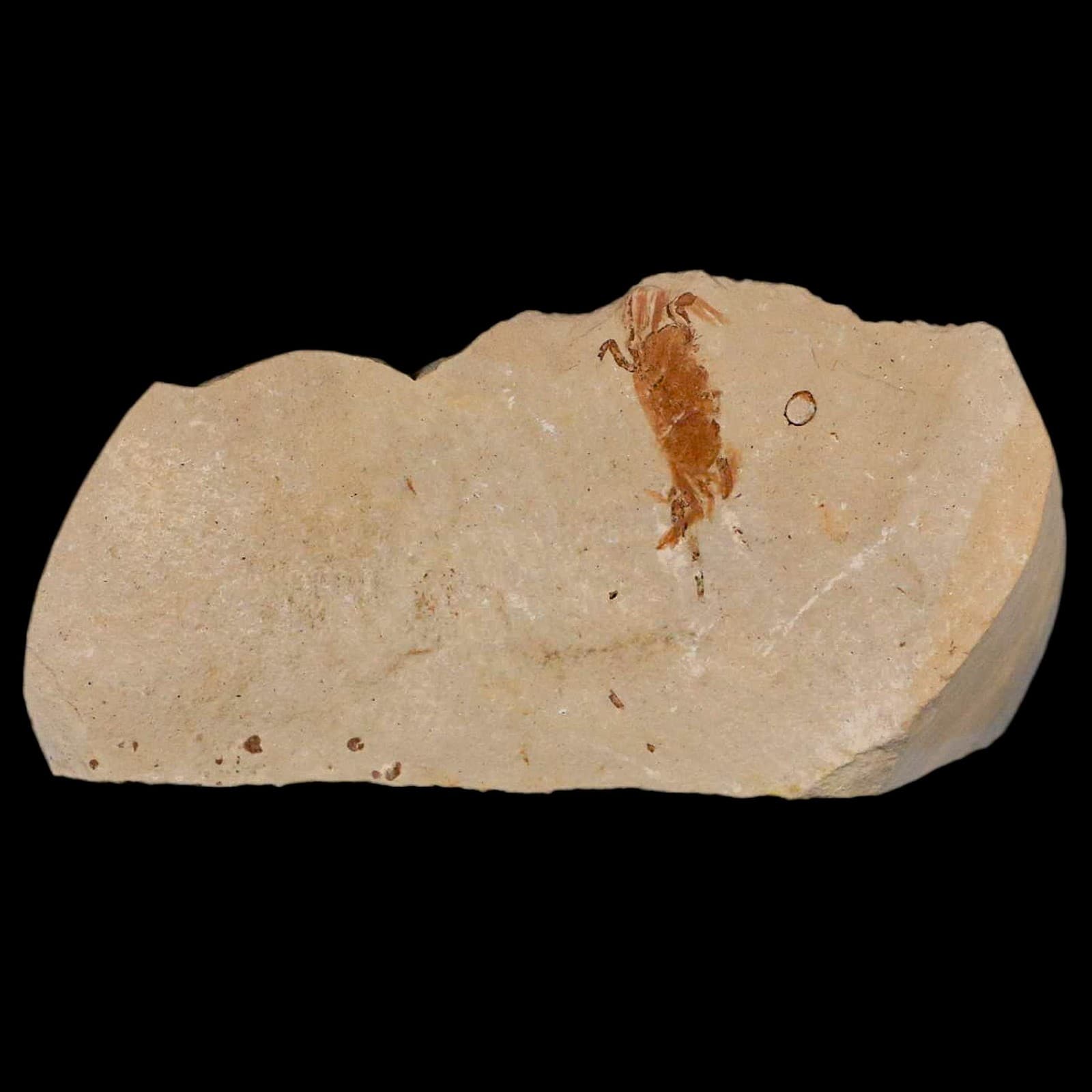 1.2" Fossil Crab Pinnixa Galliheri Pea Crab Monterey Cty San Luis Obispo Miocene 2