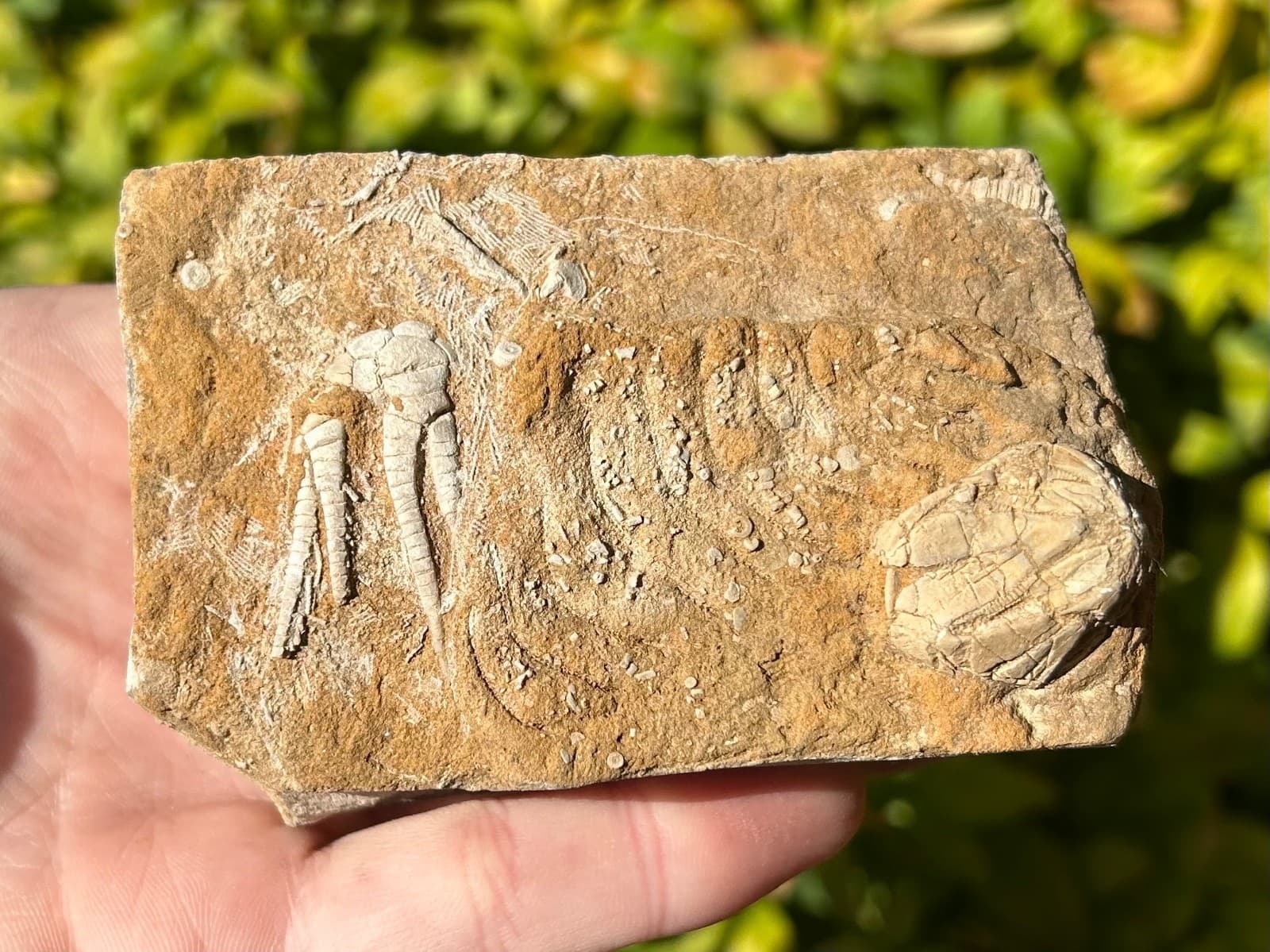 Fossil Crinoid and Blastoid in Matrix Cymbiocrinus Pentremites Alabama 4