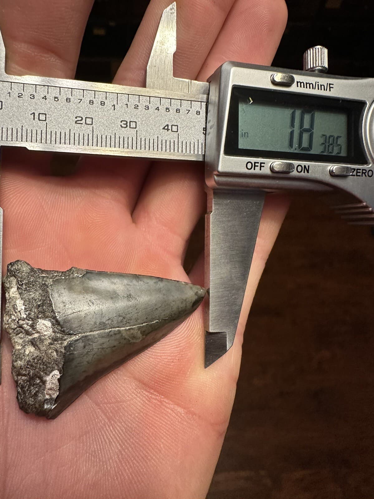 EVOCATIVE 1.9” MAKO  Shark Tooth REAL FOSSIL NATURAL HASTALIS WHITE SHARK SC 3