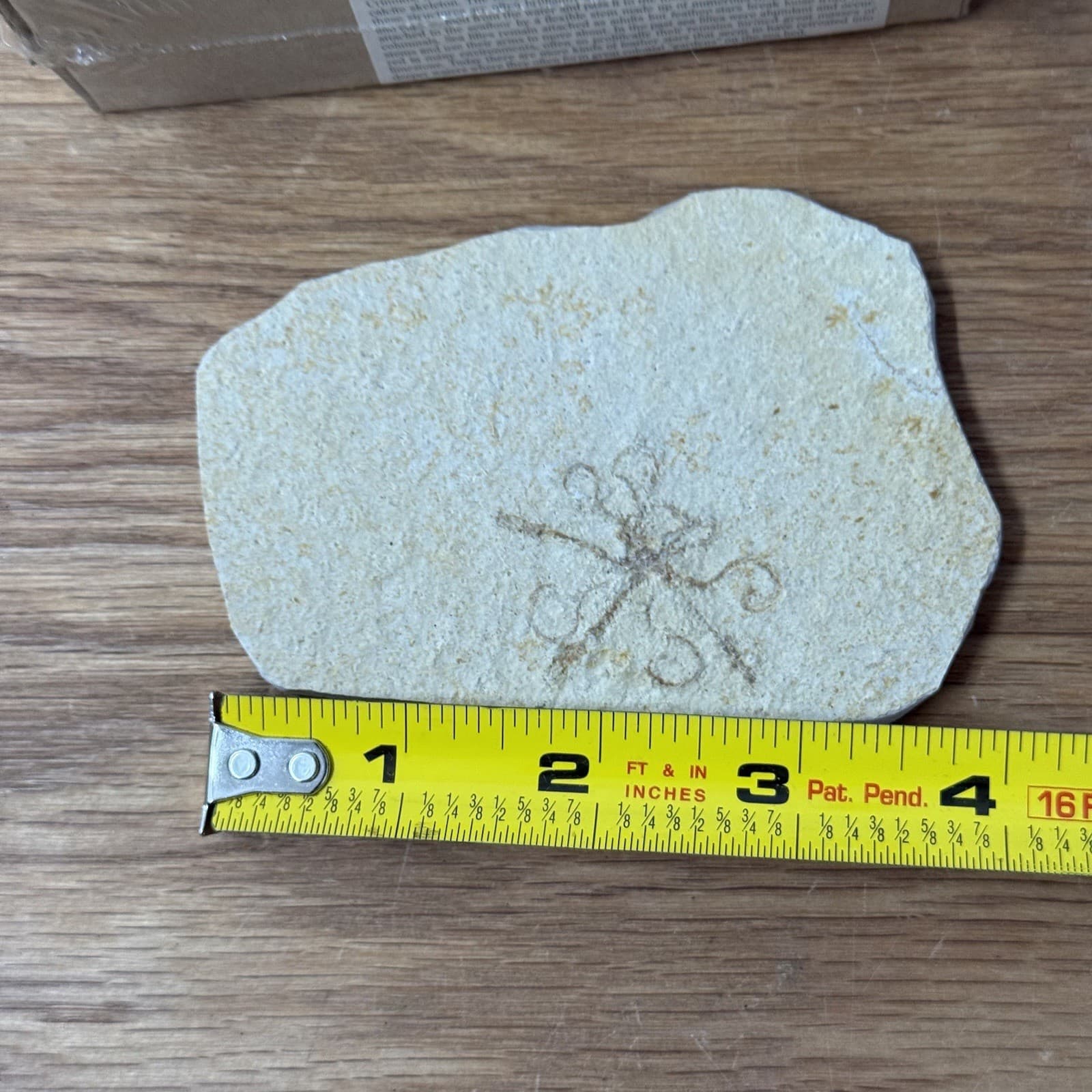 Solnhofen Saccocoma Floating Crinoid Fossil Germany Jurassic Period 5