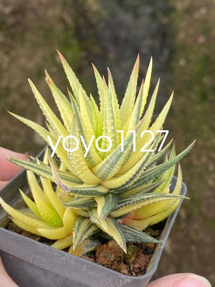 Succulent plant Haworthia coarctata Haw. \'Variegata\' Home Multiple heads Plant 2