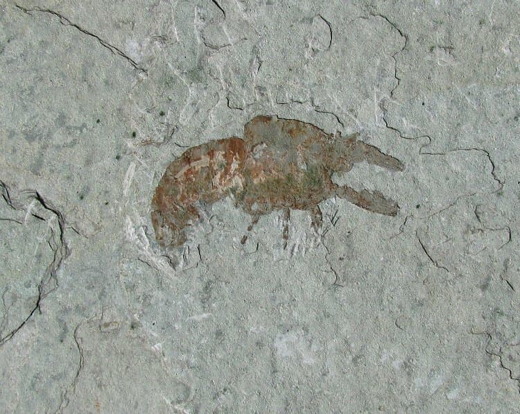 EXTINCTIONS- UNUSUAL LOBSTER AND FISH ASSOCIATION ON LARGE FOSSIL PLATE - COOL! 2