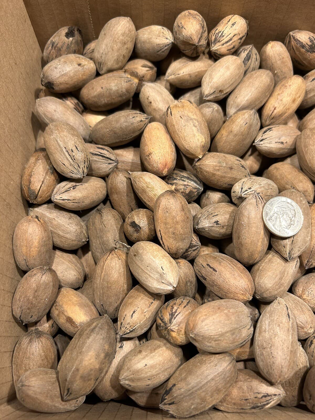 10 Lbs. Fresh 2025 Stuart Pecans In The Shell, Great For Squirrel Feed Or Baking 2