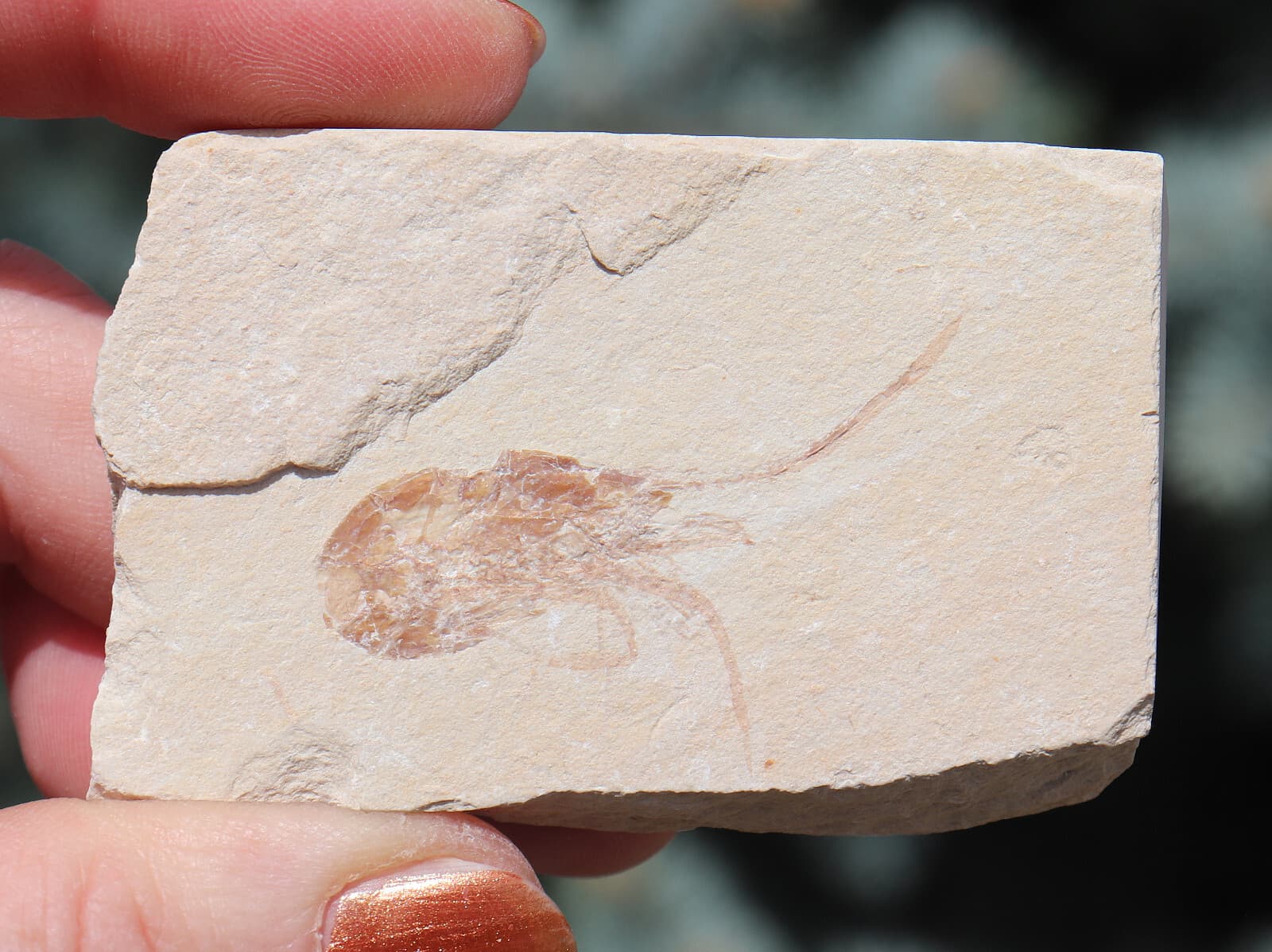 Jurassic Fossil Shrimp Solnhofen Germany    Well Preserved History  6.7 Cm's 2