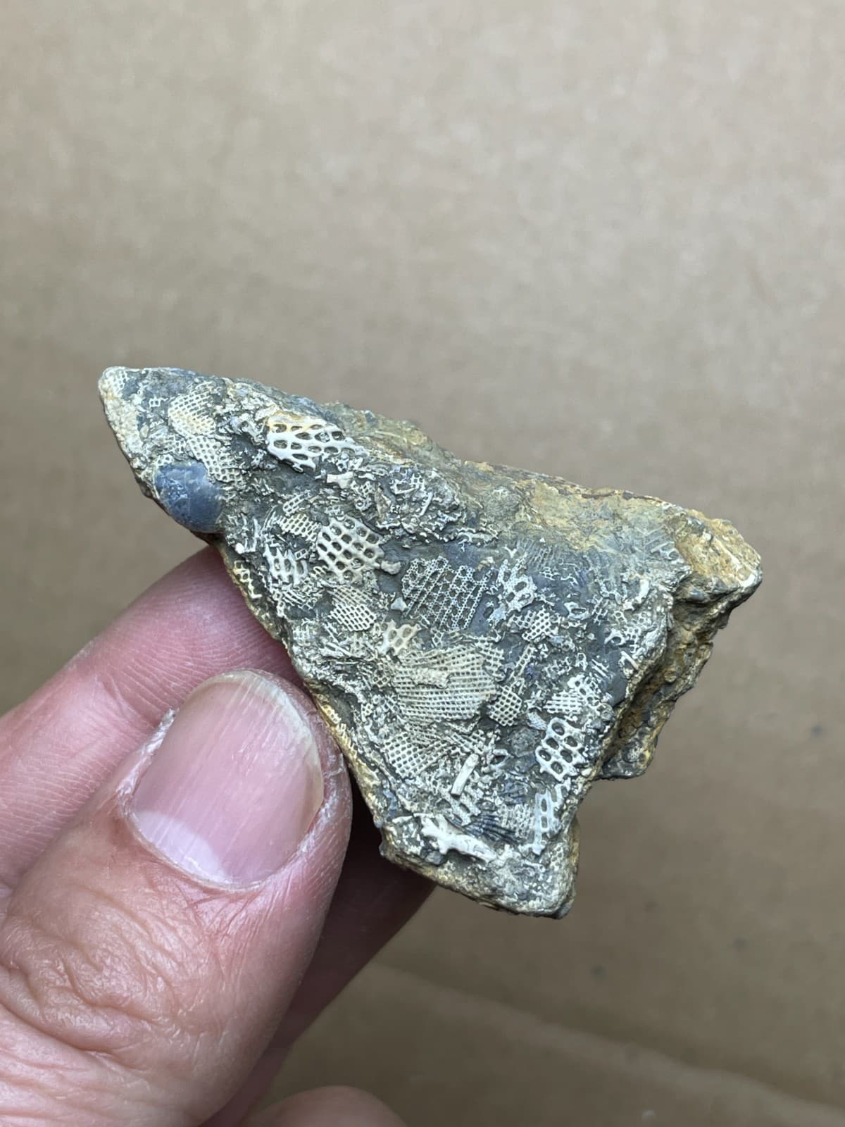 24g bryozoan Marine organisms Geologic rock specimen from Cambrian Period 3