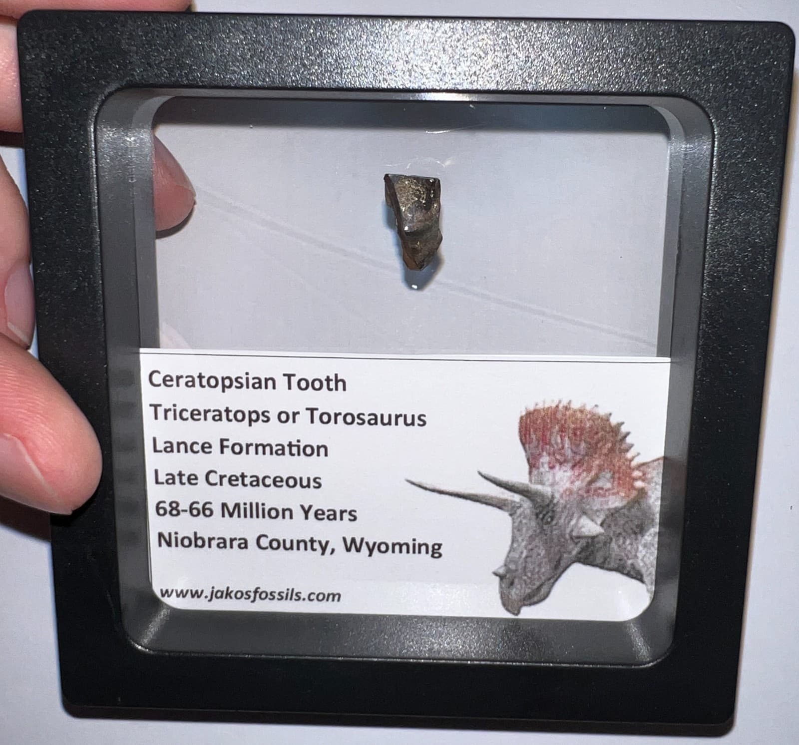 FRAMED TRICERATOPS or TOROSAURUS Fossil Dinosaur Tooth Lot! One per Order! 6