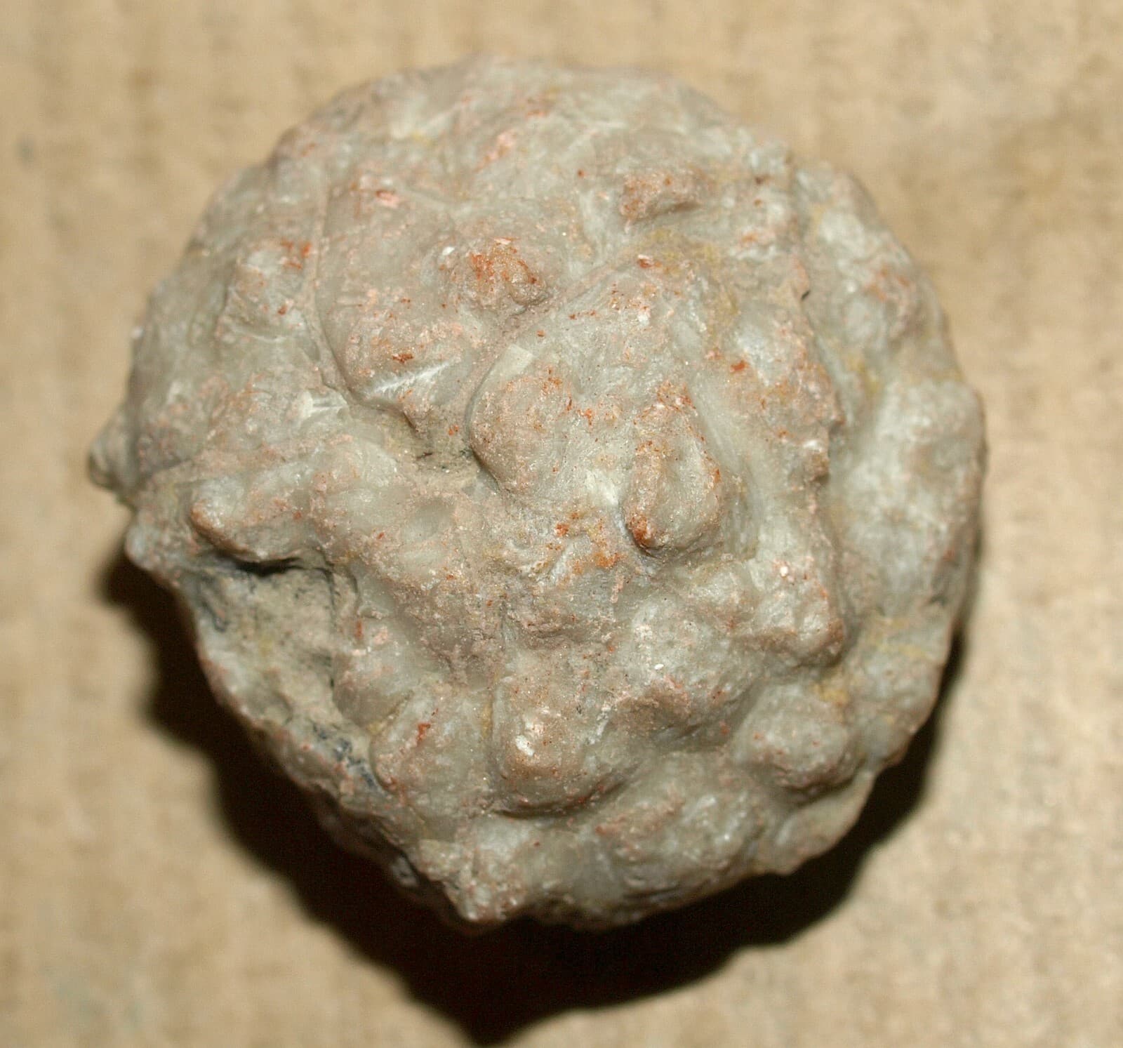 SUPER Rare! Amazing Echinoderm species- Protocrinites fragum Eichwald,1860   4