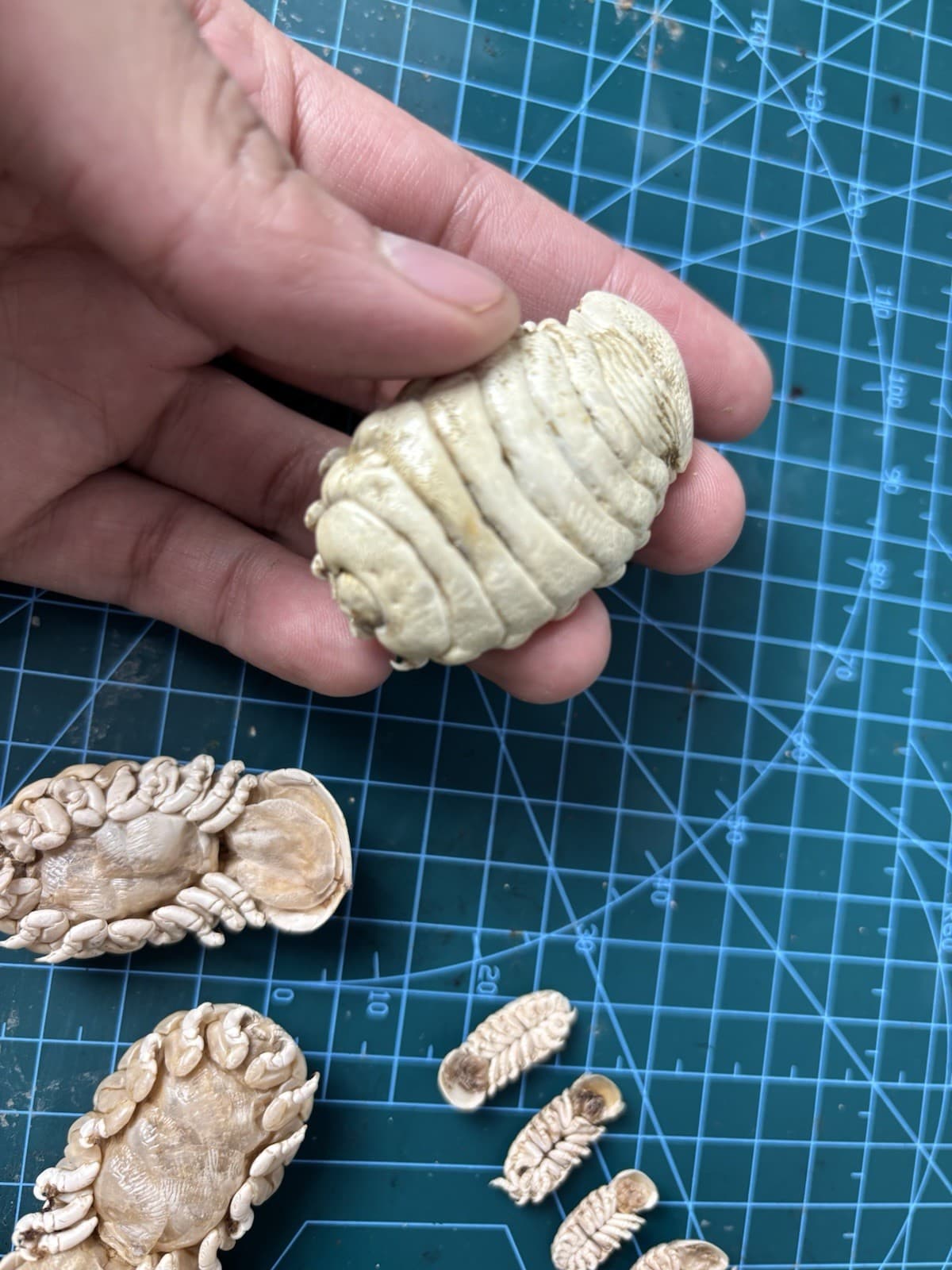 Very Rare Elthusa splendida Shark Parasite Deep Sea Isopod Taxidermy OnePair M&F 4