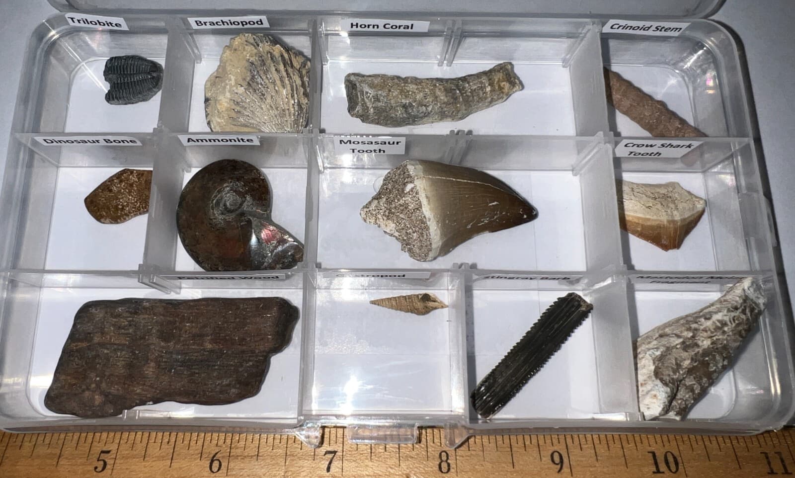 Labeled 12 REAL Fossil Lot Collection MOSASAUR, DINOSAUR, ICE AGE, SHARK TOOTH! 3