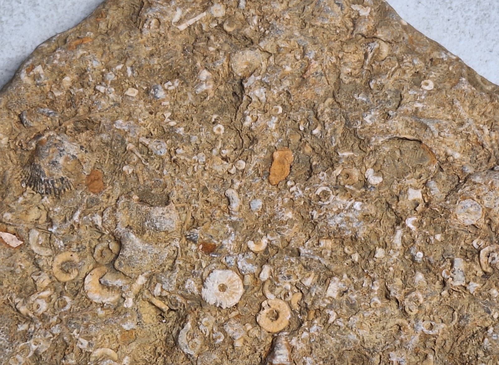 Fossil Hash Plate Brachiopod Coral Crinoid In Limestone Devonian Period Michigan 3