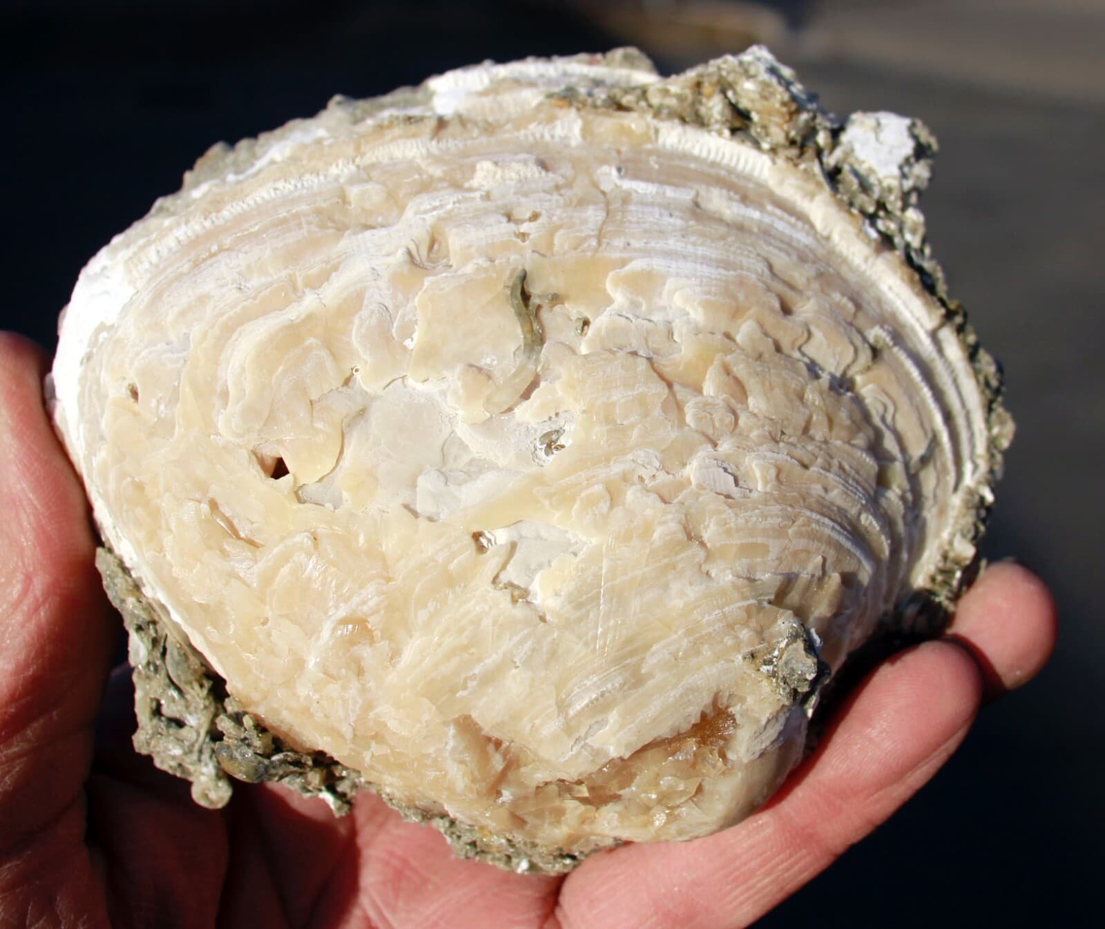 Mercanaria permanga • Fluorescent Fossil Clam from Ruck's Pit, Florida