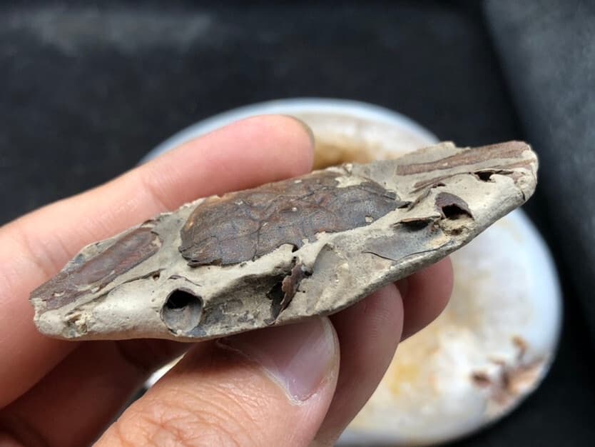 Jurassic Natural Crab animals Fossils Dinosaur Age 3