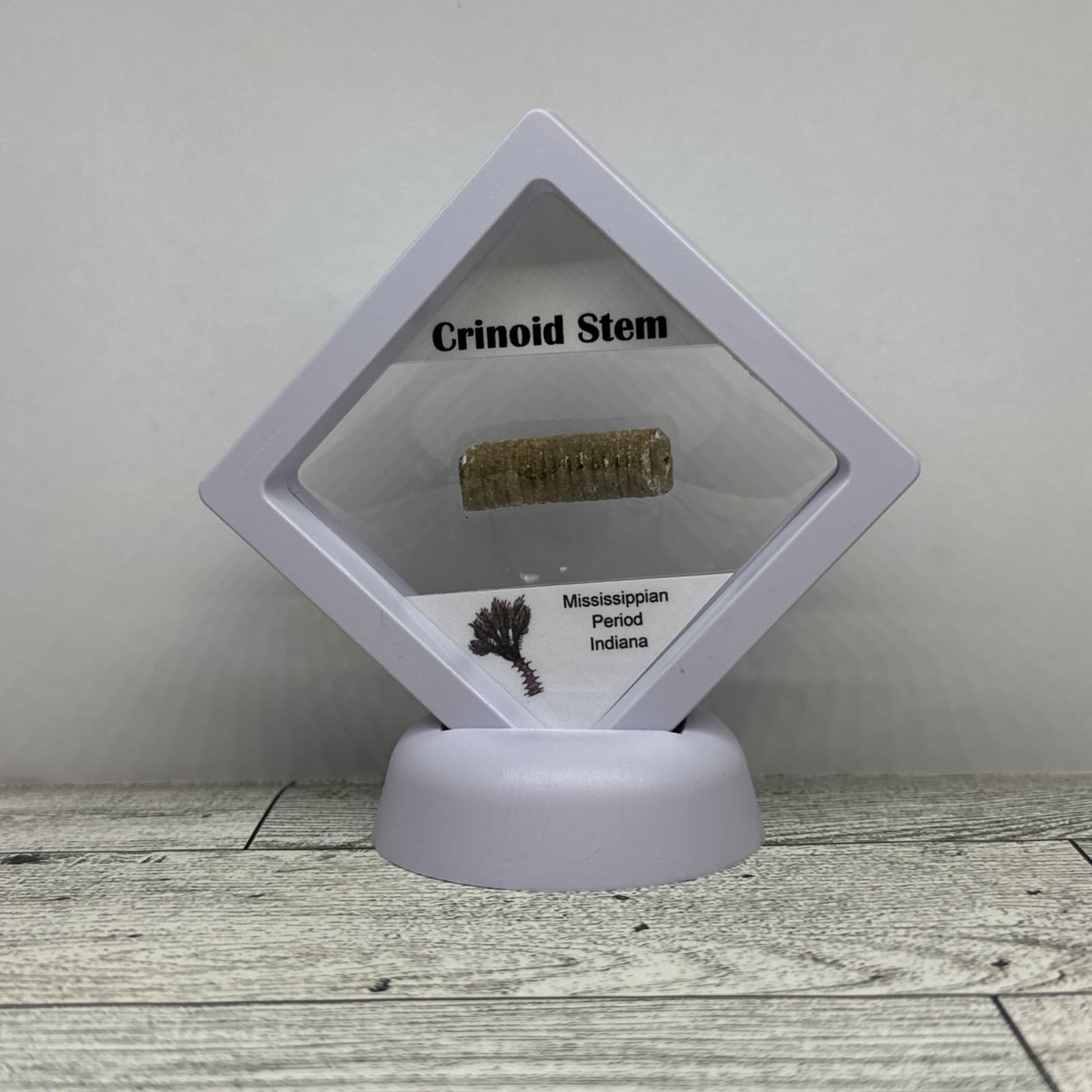 Crinoid Stem Fossil from Indiana in Display Case 2