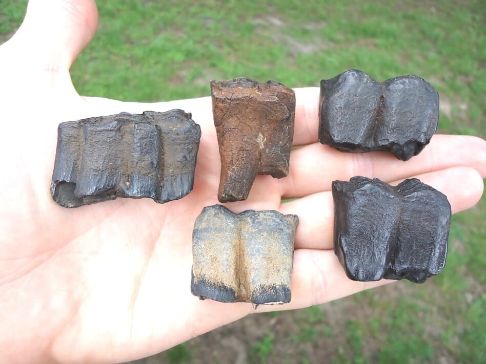 *BULK PRICE* HORSE TEETH FLORIDA FOSSILS FOSSIL TOOTH JAW BONES EQUUS ICE AGE FL 3