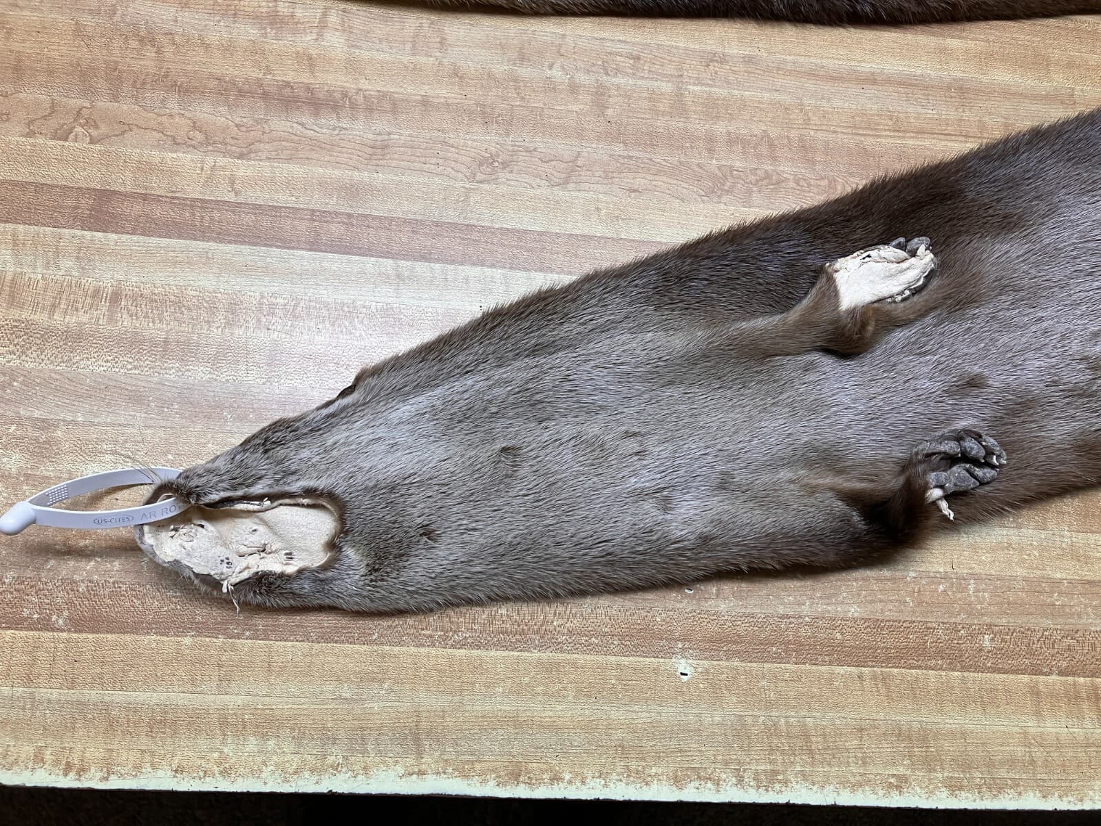 Tanned  River Otter Hide Beautiful With the Feet Trapping ID Tag Pink 3